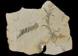 Dawn Redwood (Metasequoia) Fossils - Montana #126625-1